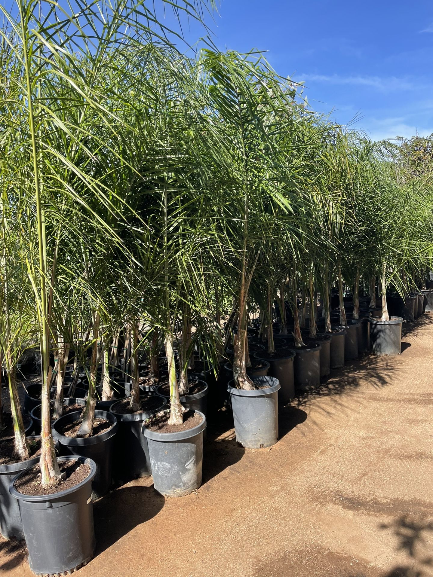 Queen Palm Trees In 15 Gallon Size - Approximately 6-8 Feet Tall 