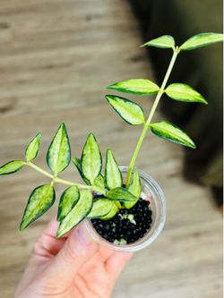 Hoya Bella Luis bois