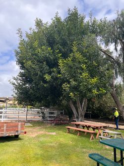 Tree 🌳 trimmer
