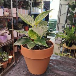 Philodendron Birkin Indoor Plant