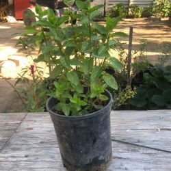 Yerbabuena
