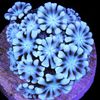 Pristine Corals 