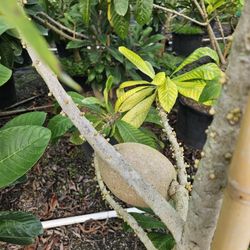 mamey tree arboles de mamey  con frutas 