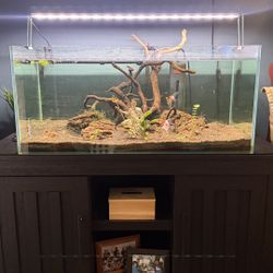 Full Aquarium Setup