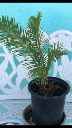 Small Sago Palm, in Small Pot
