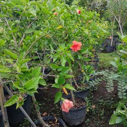 Hibiscus Trees 7gl $45🌺