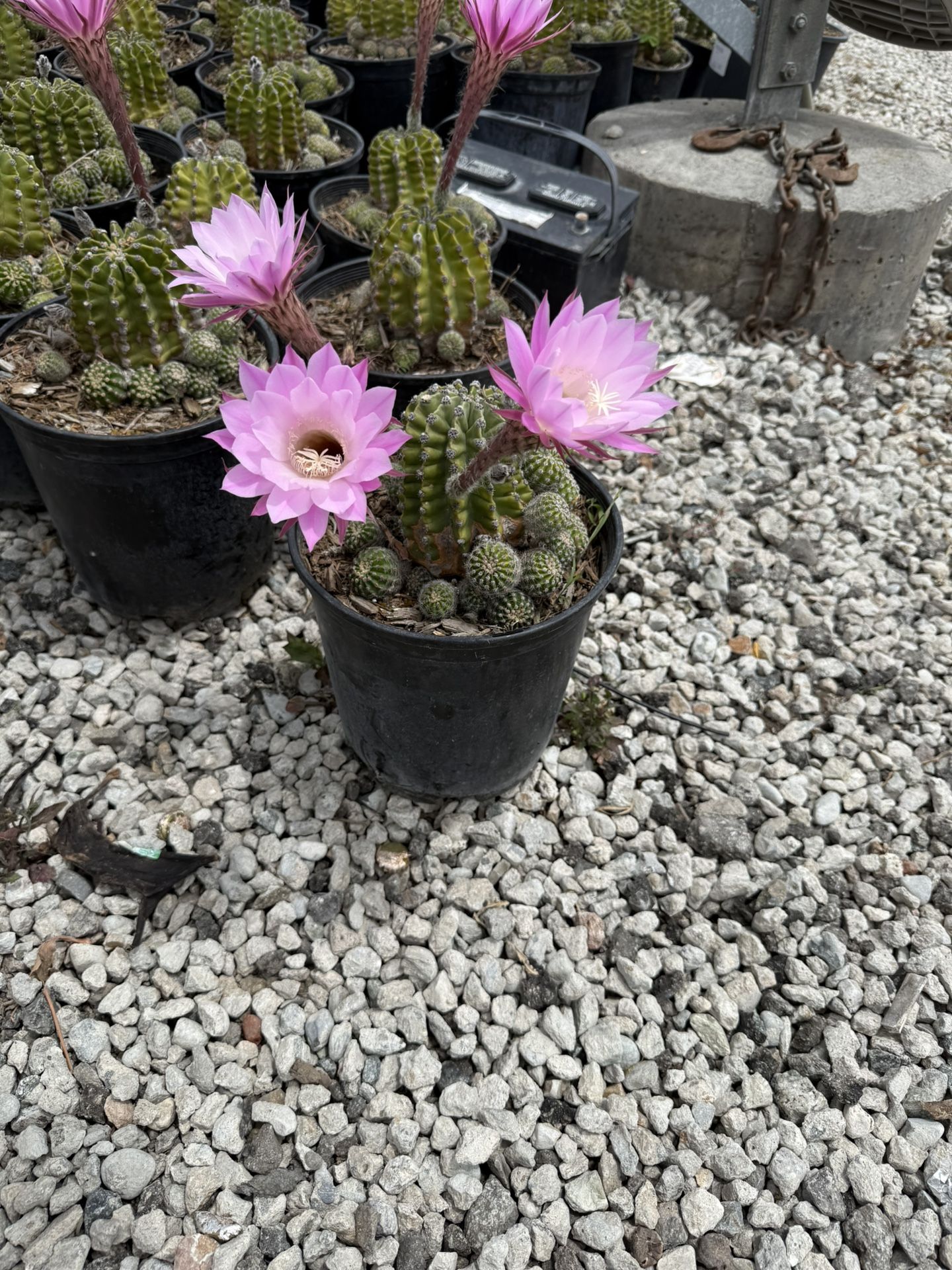 Easter Lily Cactus