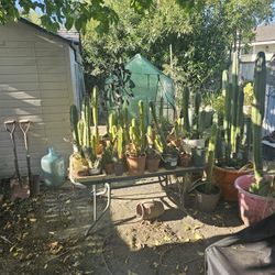 Large Group Of Cactus For Sale. 