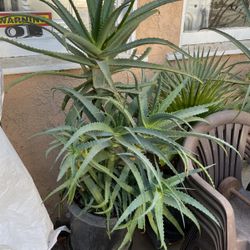 Aloe Vera Plants In Pot Decorative Green Plant Ready To Flower Red
