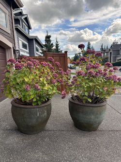 Pair of Large Ceramic Planters