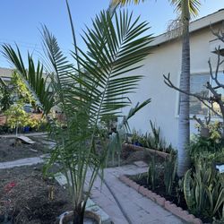 Beautiful Palm 8 Feet