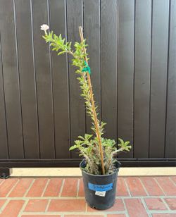 Pachypodium