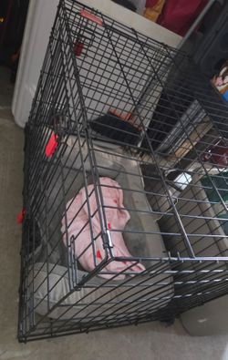 Dog Kennel