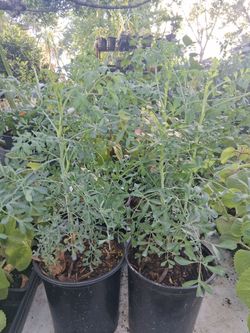 Plantas de Ruda $8