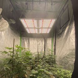 Grow Tent + Equipment 