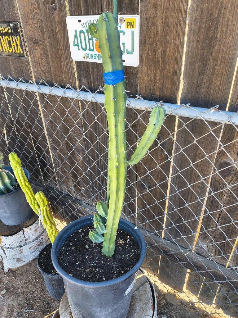 Garanbullo Cactus