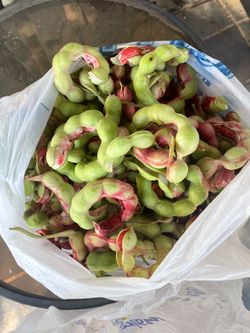 Guamuchil fruto