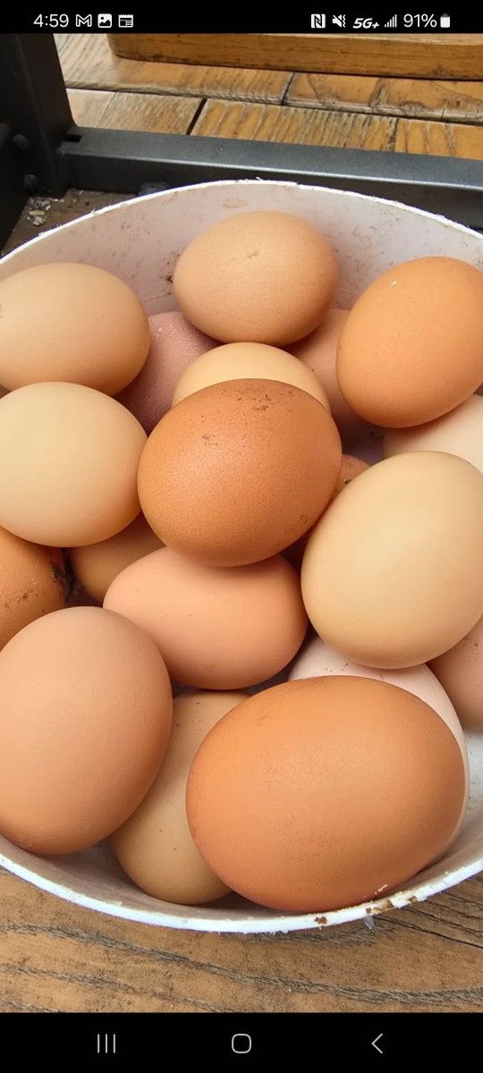 Eggs 🥚 Fresh From My backyard chickens