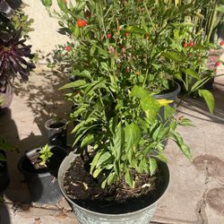 Chile CHILTEPIN Plants For Sale!!