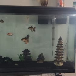 50 Gal Fish Tank