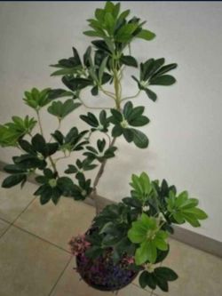 Faux Schefflera Plant in a 14" Resin Planter Topped with Colorful Polished Stones / Lavender ($40 / 2 for $70) @ Lasting Creations