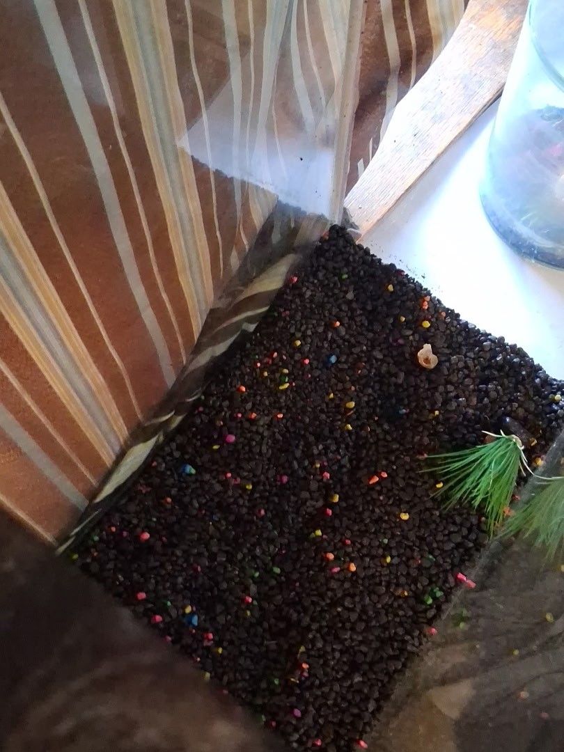 45 Gallon Fresh Water Fish Tank 