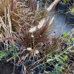 Fountain Grass 