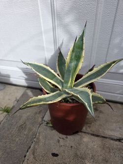 Agave