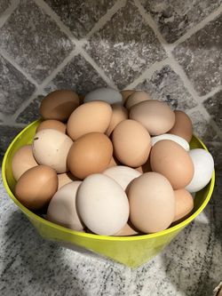 Fresh Chicken Eggs ,huevos Frescos de Gallina