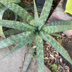 Aloe Vera Plant  $5 Each