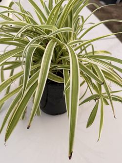 Planta De La Araña
