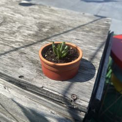 Jade Plant with Pot
