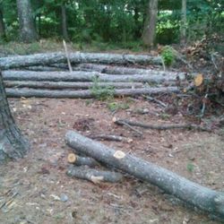 I cut trees
