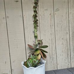 🌿 Beautiful Succulent Arrangement in Ceramic Pot 
