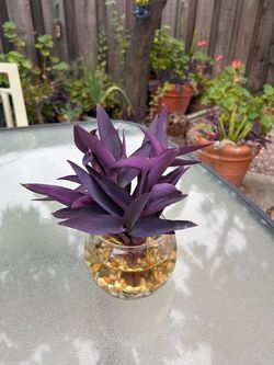 Purple Heart plant
