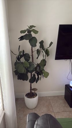 Large Fiddle Leaf Fig Tree in White Pot