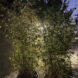 8FT Bamboo With Pots