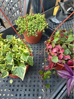 Succulent Hanging Baskets- 6 inch