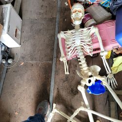 Halloween Skelton