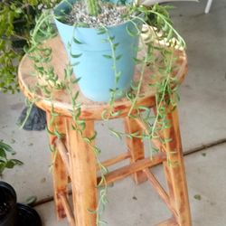 planta de 🍌 y 🌵