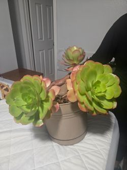 Aeonium Urbicum wavy leaved succulent plant