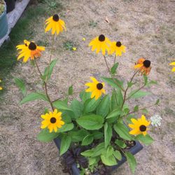 Black Eye Susan