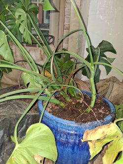 Large Monstera in Large Glazed Clay Pot