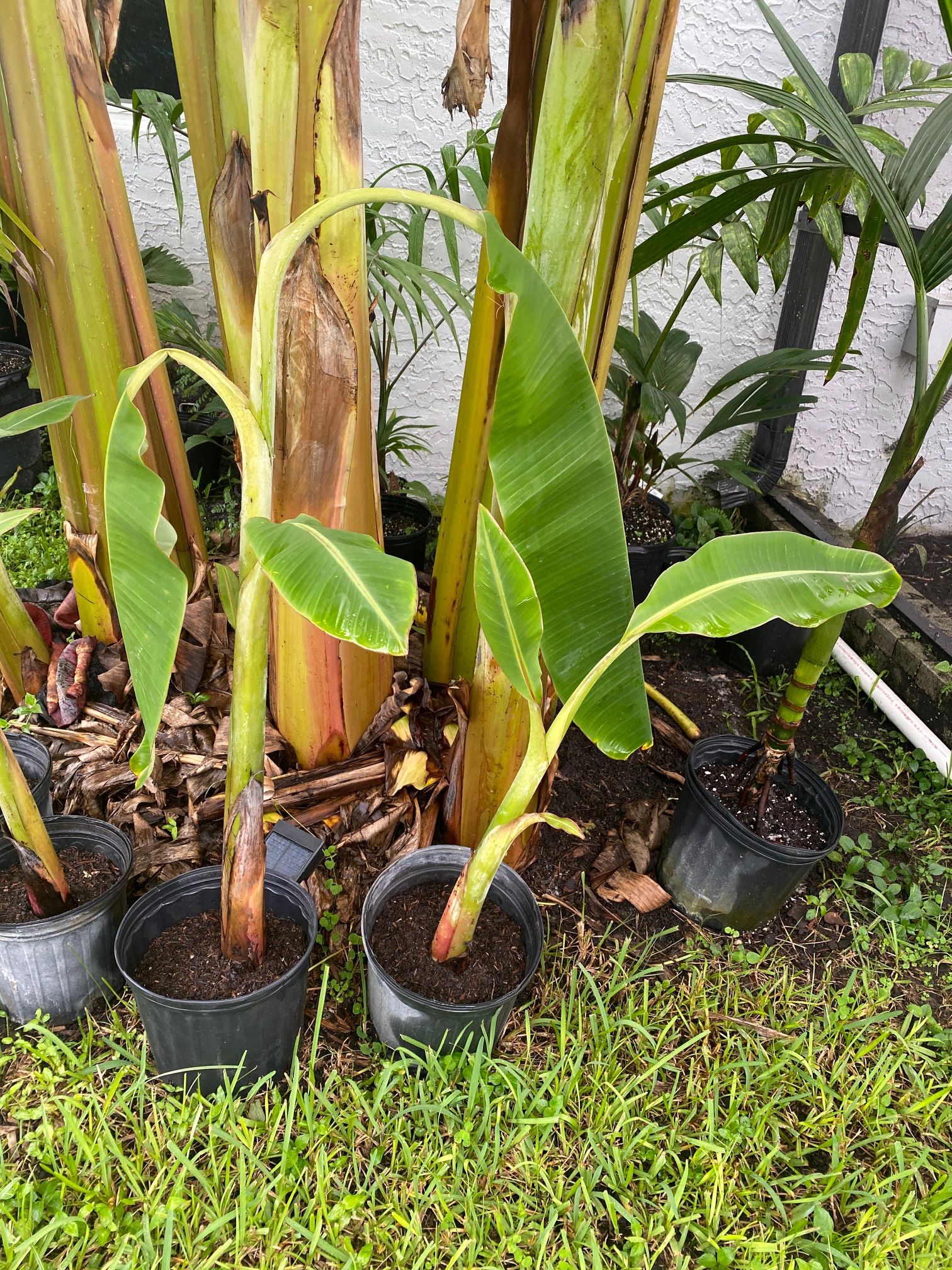 Ice cream Thai banana plant