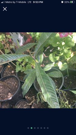 Organic Plants Seedlings Avocado Pomegranate Guava Loquat Rosemary Cherry Guava Granada Aguacate Loquate Guayaba 