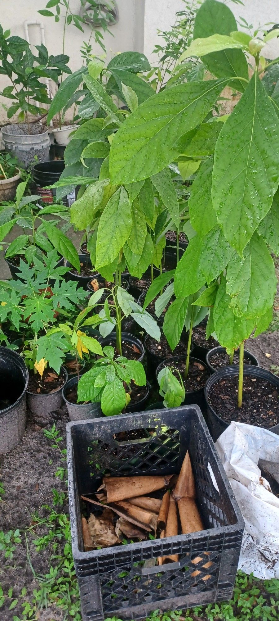 Yard Sale Plants Trees 🌳 9/30/23 Time 8 To 3