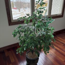 Artificial Ficus Tree in Decorative Pot
