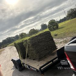 St.Augustine Grass (SOD) 