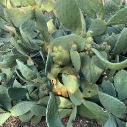 Cactus For Salat Or Cutting For Plant