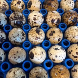 Memorial City Mall 14-17 Gram Fertilized Coturnix quail Eggs